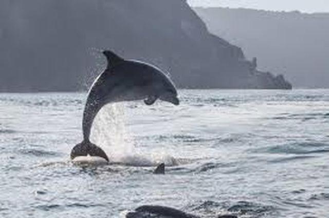 Baie Mt St Michel , Jullouville , Villa Caprice Rdc , 50 M Mer ,7 Pers , Pres Plage Dday Eksteriør billede
