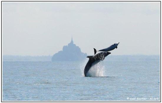 Baie Mt St Michel , Jullouville , Villa Caprice Rdc , 50 M Mer ,7 Pers , Pres Plage Dday Eksteriør billede