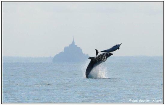 Baie Mt St Michel , Jullouville , Villa Caprice Rdc , 50 M Mer ,7 Pers , Pres Plage Dday Eksteriør billede